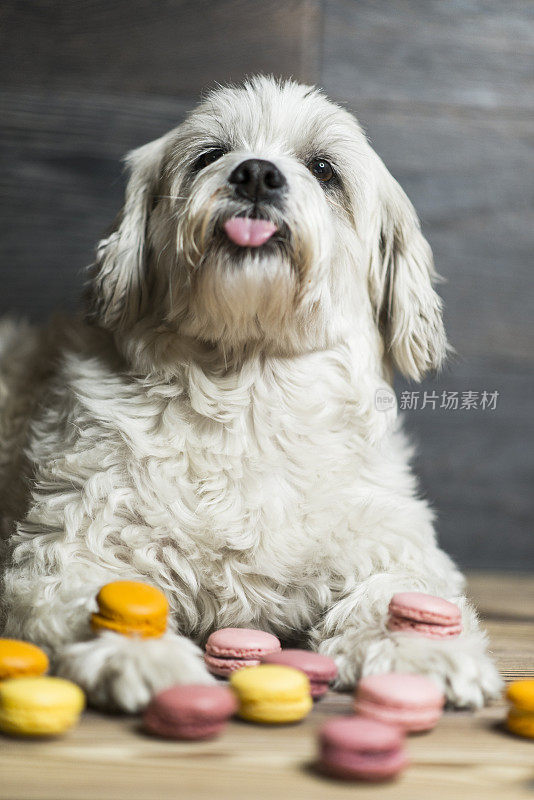 可爱的西施犬吃了杏仁饼干后舔自己的鼻子