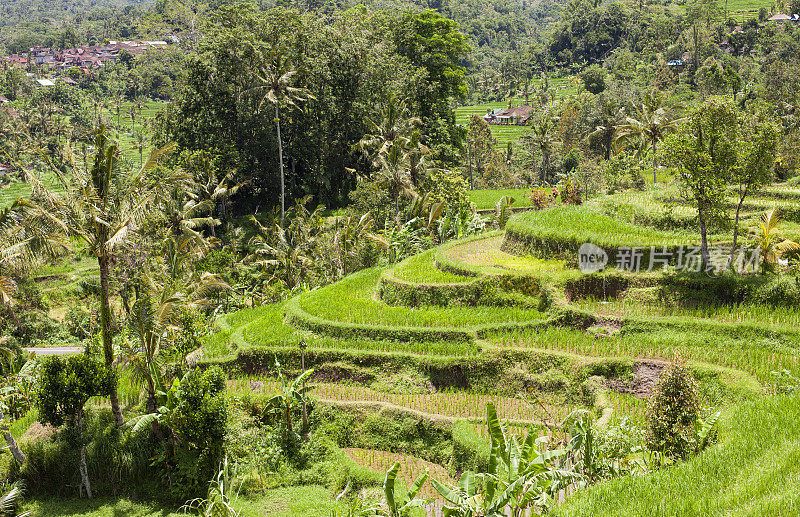 绿色梯田，巴厘岛，印度尼西亚