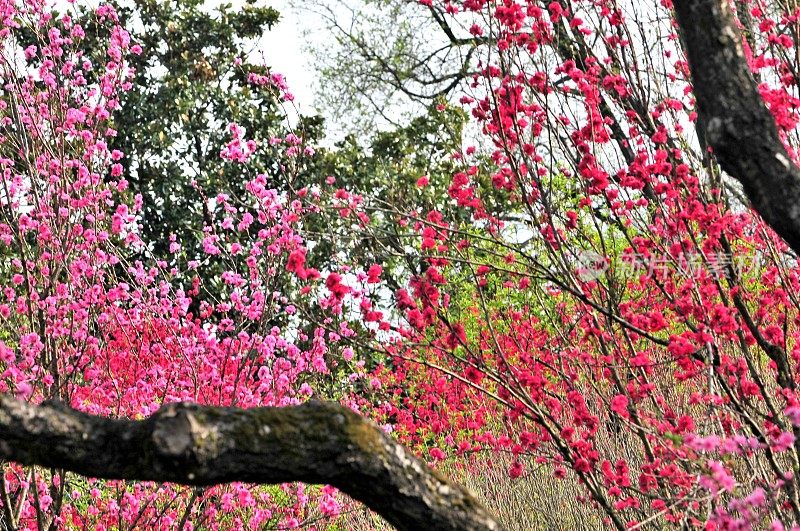 东京的春色:桃花盛开