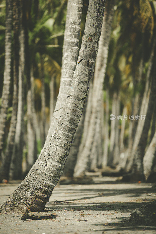哥斯达黎加海滩上的棕榈树树干