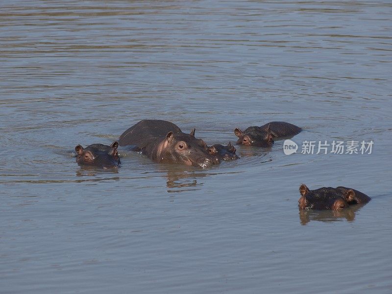 奥利凡特河，克鲁格国家公园，南非