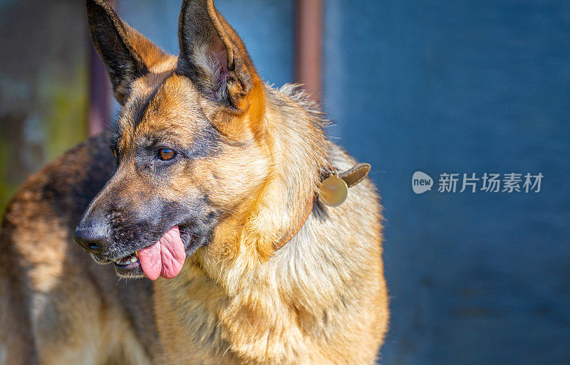 德国牧羊犬，粉红色的大舌头滑稽地从她的嘴的一边垂下来，有空间供复制