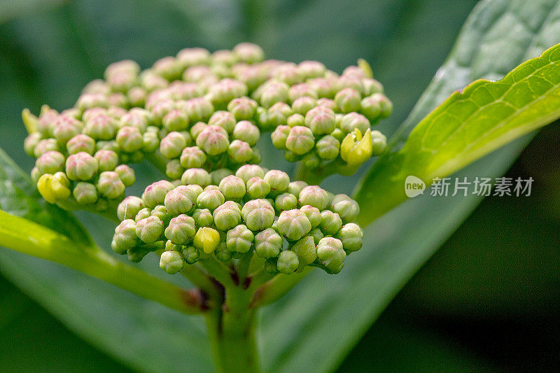 绣球花豆芽