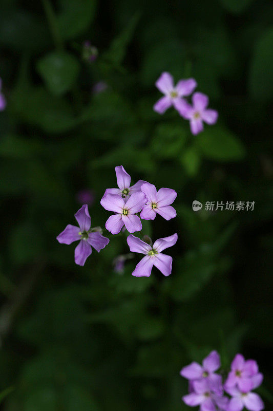 《春天里的紫夫人火箭