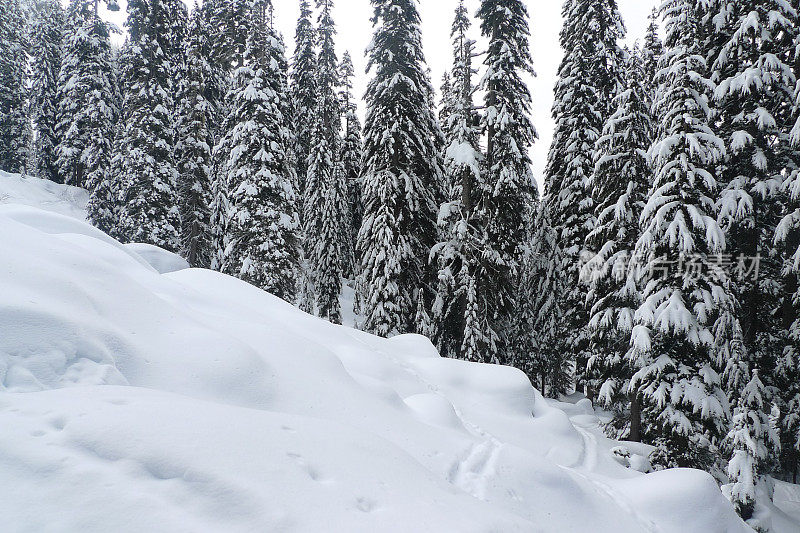 雪覆盖的树，联邦盆地雪鞋