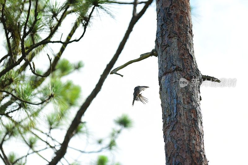 红冠啄木鸟，翅膀成杯状，在着陆到巢树前的最后一刻减慢速度