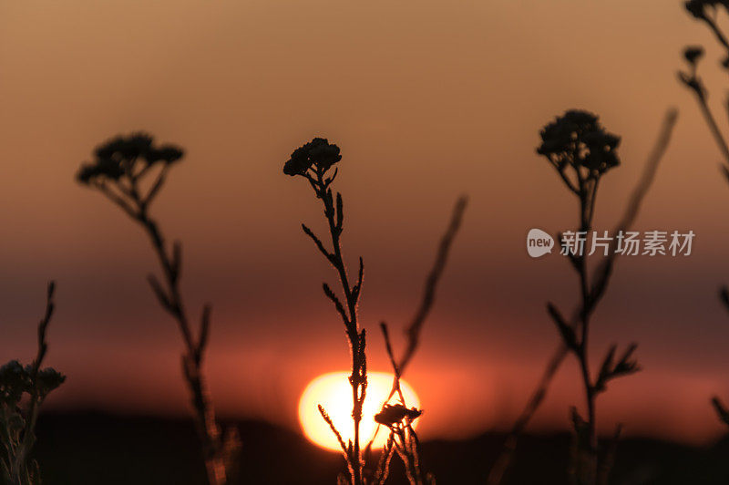 缬草草药