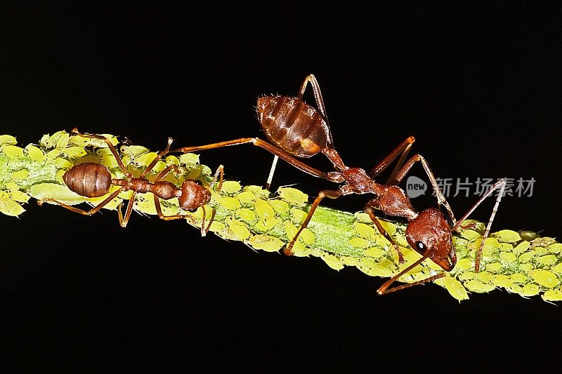 小的，大的蚂蚁和蚜虫在树枝上。