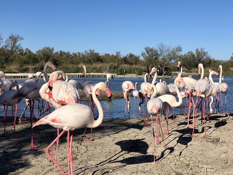 粉红火烈鸟-法国Camargue