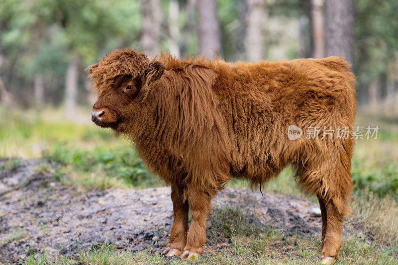 苏格兰高地的小牛犊站在自然保护区的森林里