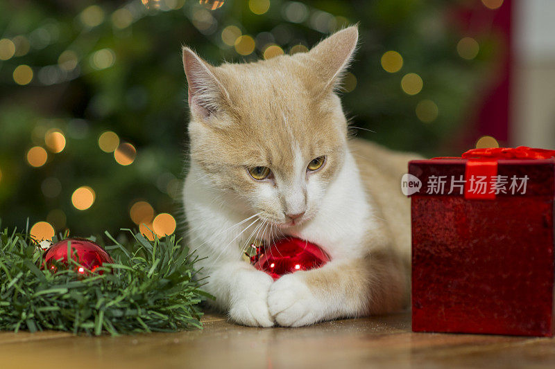 玩圣诞装饰品的猫