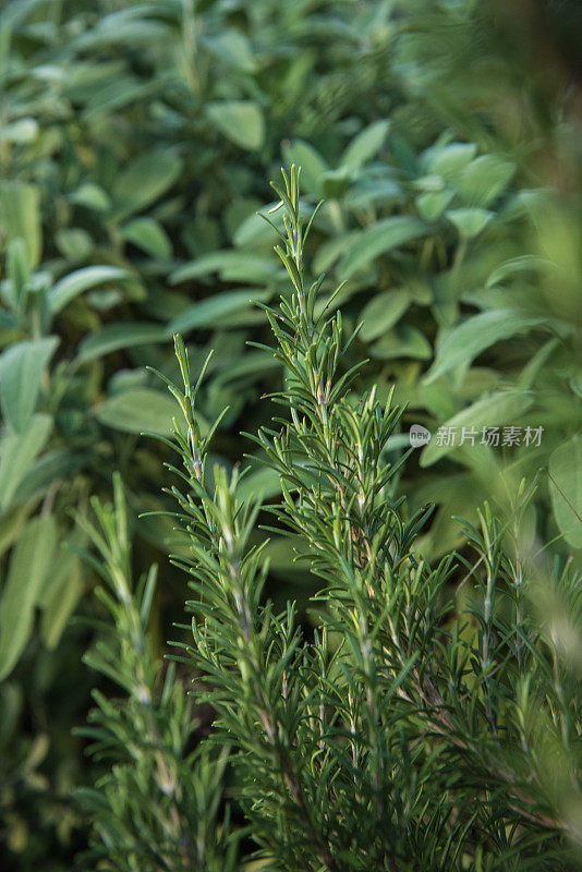 迷迭香(迷迭香)和鼠尾草(丹参)植物生长在花园里