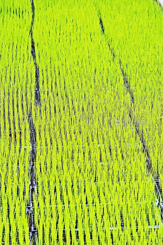 水稻在秧苗盘发芽。