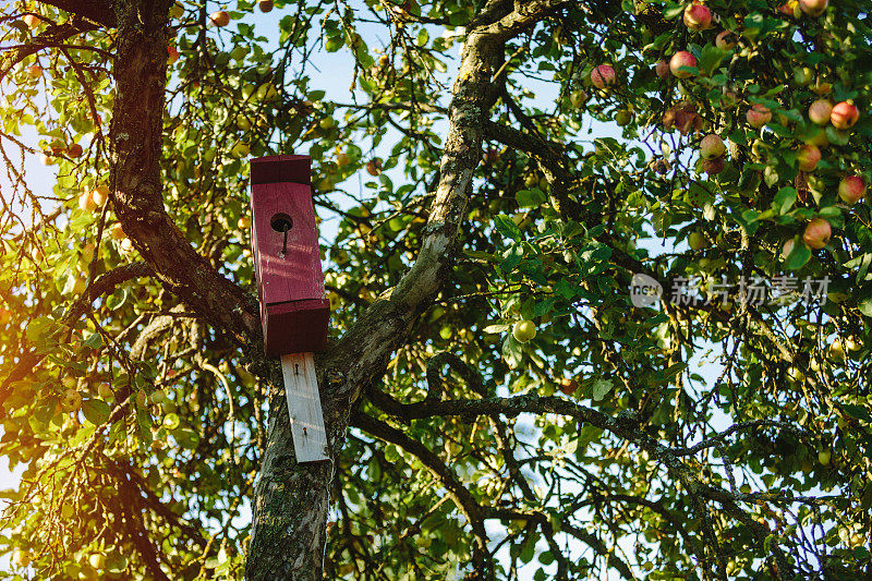 一棵苹果树上的木制紫色鸟屋