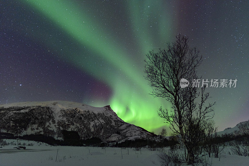 北极光，北极光或北极光在夜空中在罗浮敦群岛在挪威北部