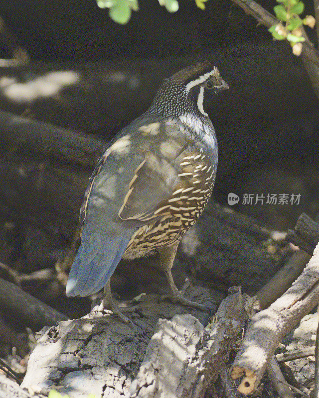 一只加利福尼亚鹌鹑躲在黑莓树丛下