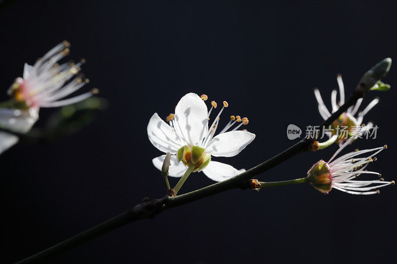 侧灯梅花早春开花