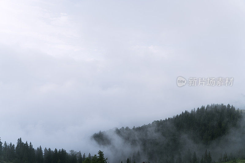 迷雾森林