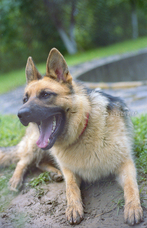 人的手在围栏后面的德国牧羊犬在鸟舍