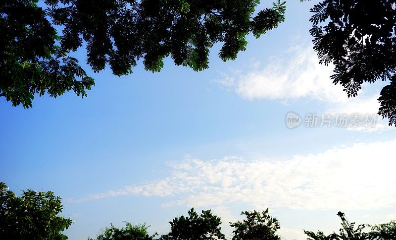 树梢勾勒出阳光明媚的蓝天
