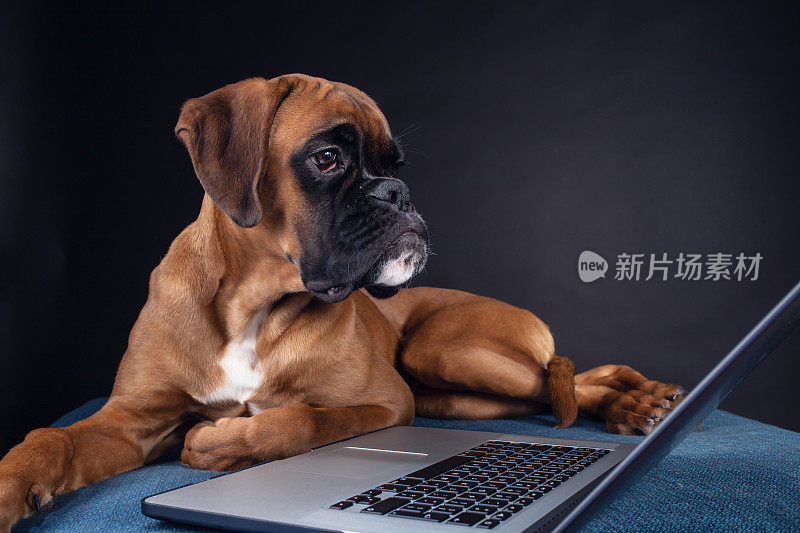 一只拳犬看着笔记本电脑的屏幕。