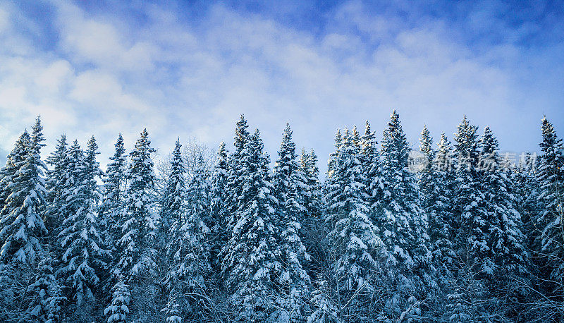 雪覆盖云杉北方森林冬季景观