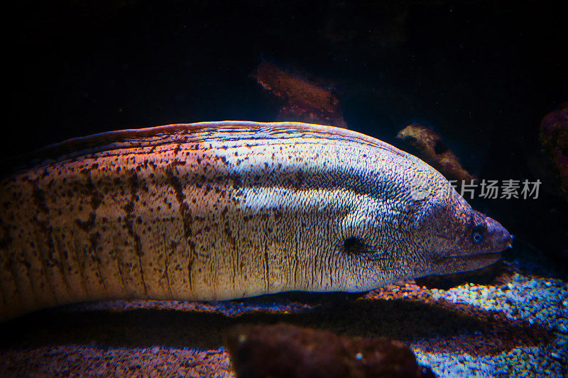 水族馆拍摄的海洋生物