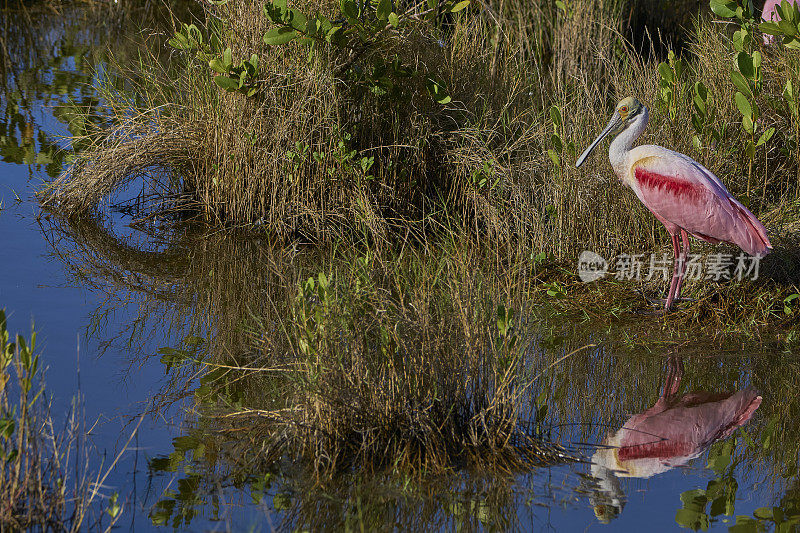 野生彩色玫瑰琵鹭鸟在大西洋红树林海岸在梅里特岛国家野生动物保护区佛罗里达