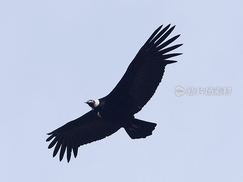 一只成年安第斯秃鹰在智利中部上空翱翔