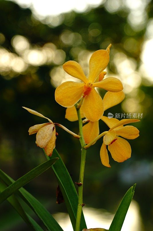 黄色的兰花的花