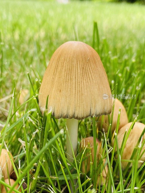 草丛中的野生蘑菇