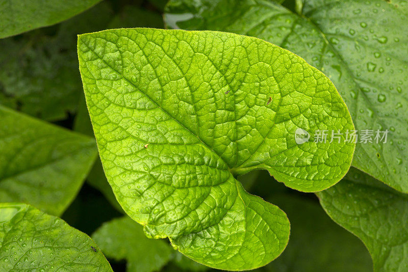 Brunnera。雨中植物的叶子