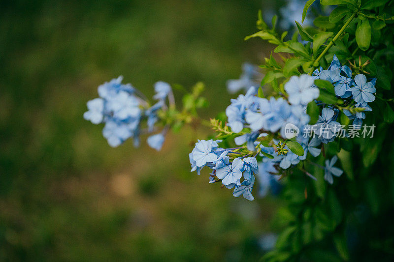 石墨的花