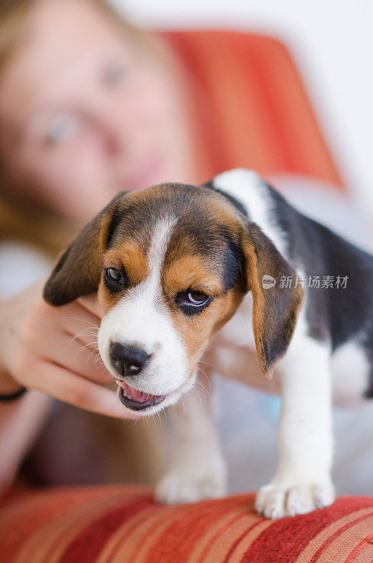 爱玩的小猎犬咬主人的手指