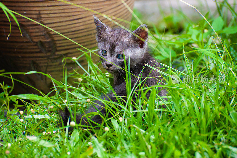 可爱的小猫在绿草地上