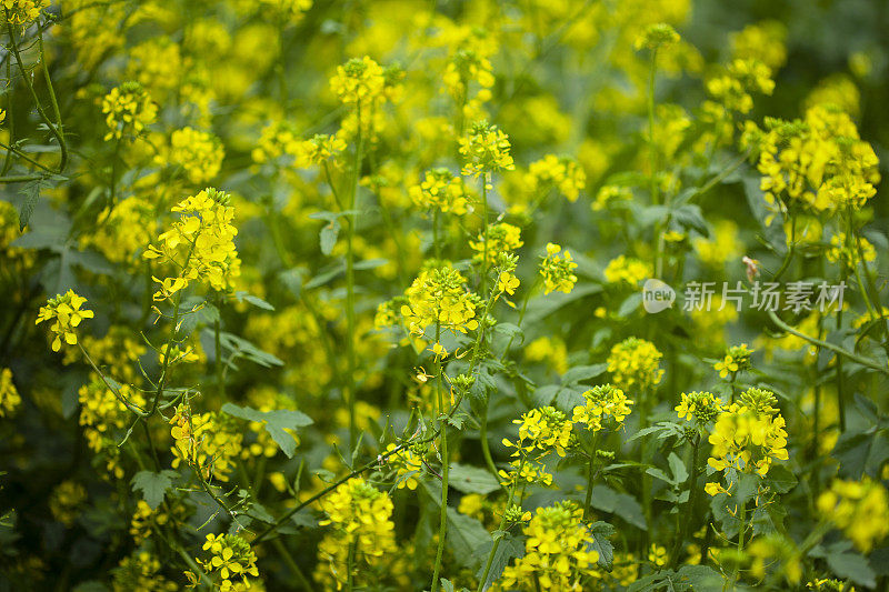 大黄春花