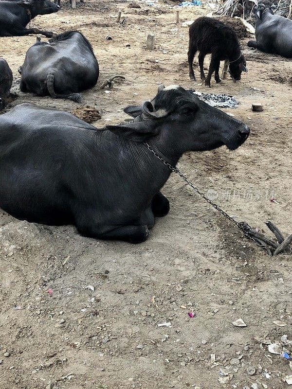 印度新德里附近的加济阿巴德，圣牛被拴在被垃圾包围的荒地上