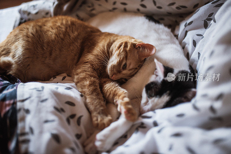 两只猫在床上睡觉