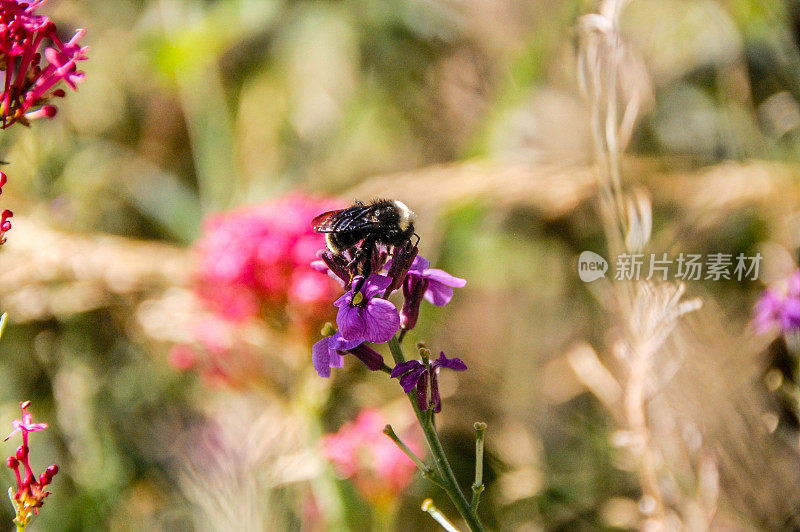 寻找花粉的蜜蜂