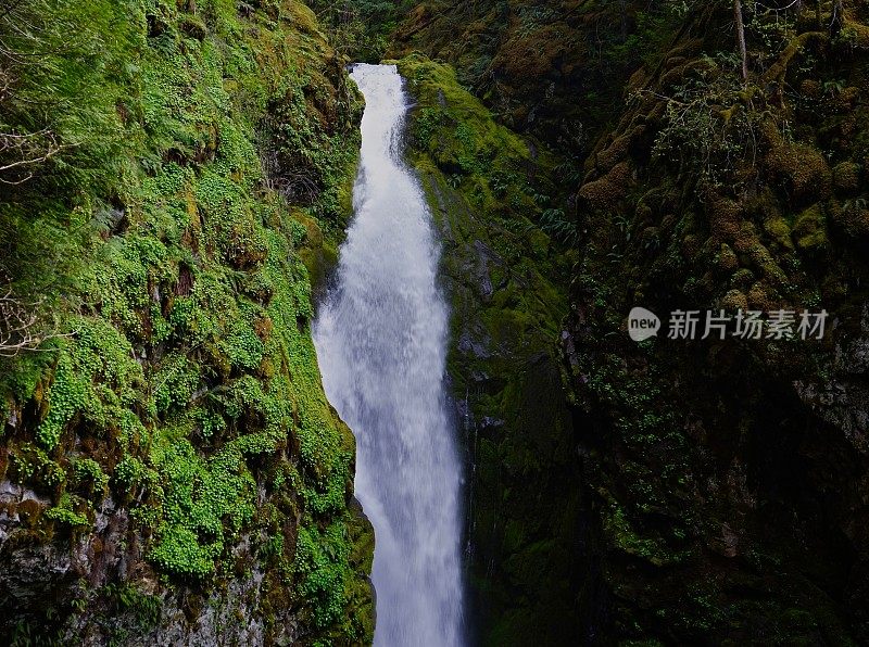 安普夸国家森林隐形