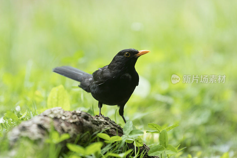 黑鸟（图尔杜斯・梅鲁拉）