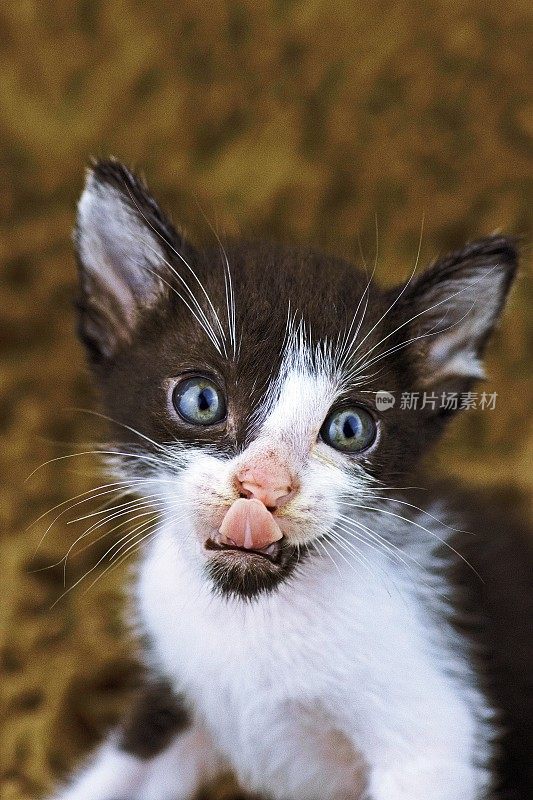 黑白小猫舔嘴唇——动物舌头。
