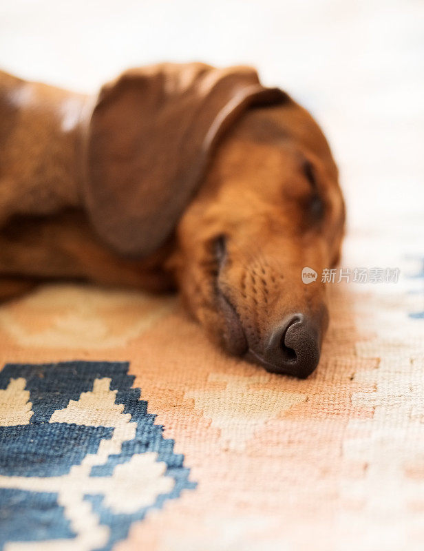 可爱的小猎犬睡觉