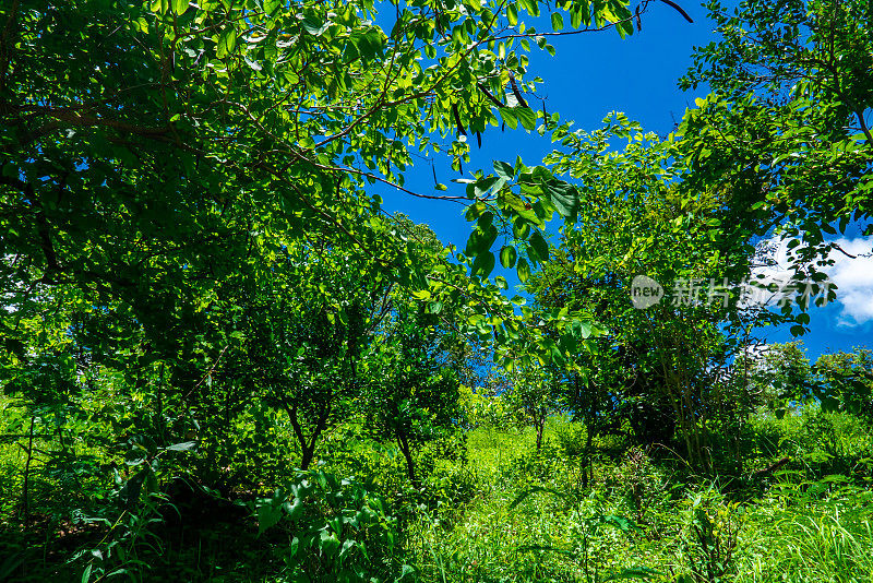 杂草丛生的背景