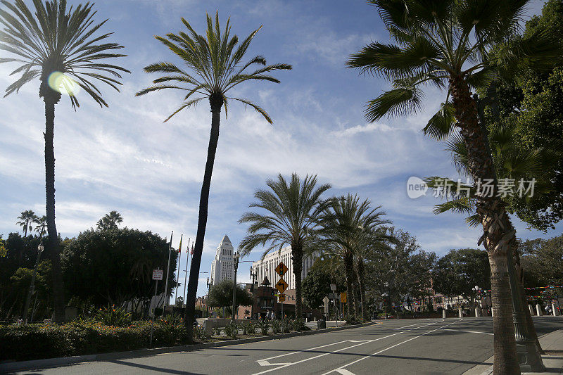加州洛杉矶的棕榈树街
