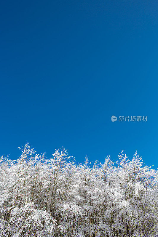 森林里被雪覆盖的树木