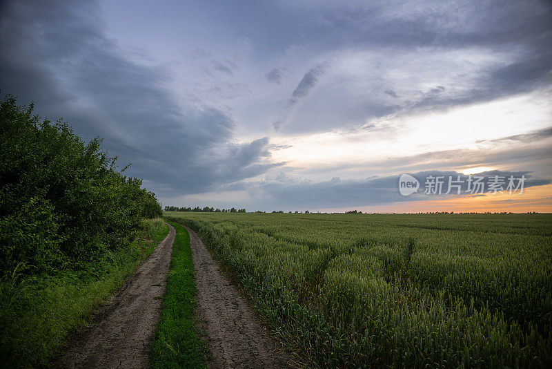 小麦与雷雨云日落天空的背景。
