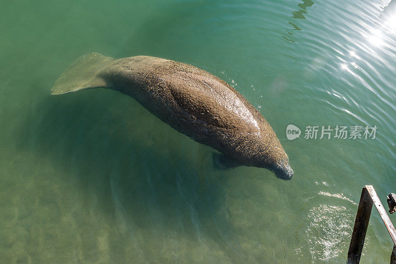 和平的海牛