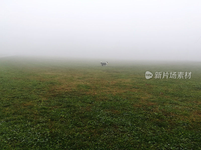 雾中的边境牧羊犬