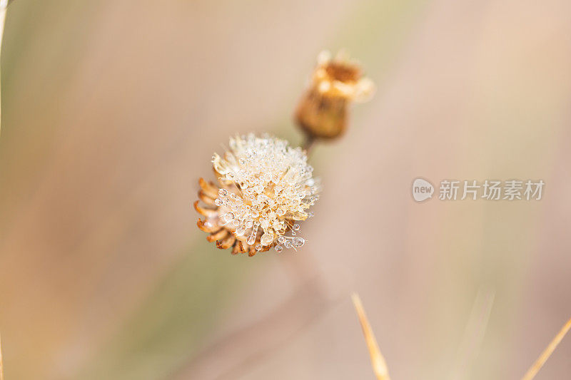 露珠落在干燥的飞蓬海风花上